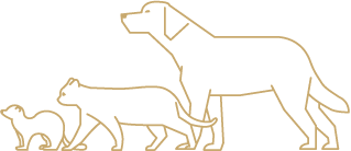 犬猫フェレットのイラスト